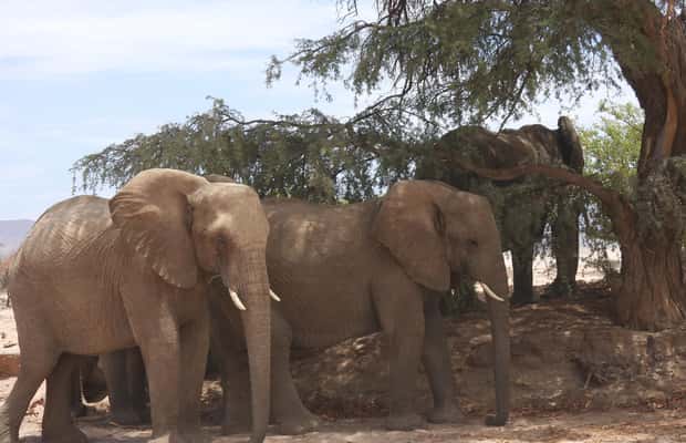 image n.1 of Elephant Adventure with Herson - a native of Damaraland activity in Kunene Region, uploaded by supplier