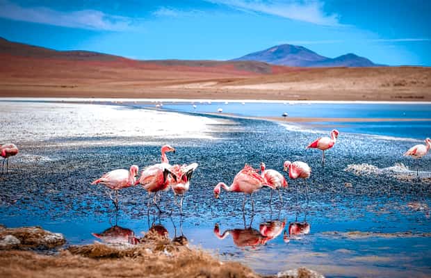 imagem n.1 de De La Paz: Viagem de 4 dias a San Pedro de Atacama com Salinas atividade em Província de Sur Lipez, carregada pelo fornecedor