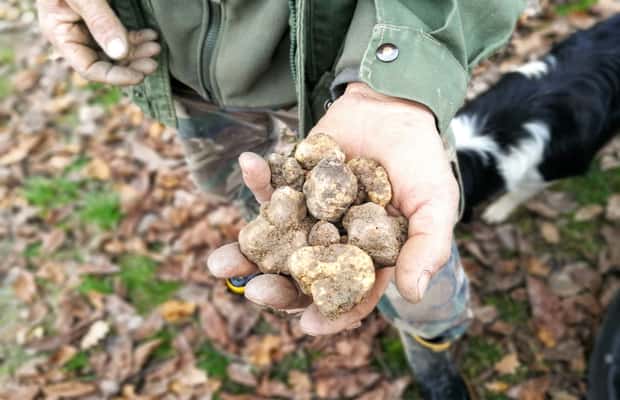 image n.1 of Langhe: Truffle Hunting Experience activity in Alba, uploaded by supplier