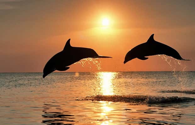 Immagine nº 1 di Pola: Crociera con delfini al tramonto di Brioni con cena e bevande attività a Pola, caricata dal fornitore