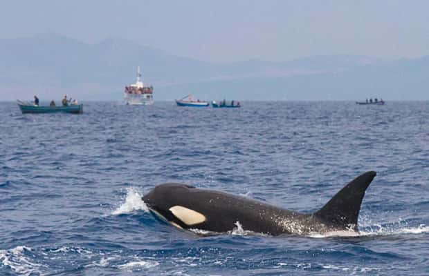 imagen n.º 1 de Barbate: Observación de delfines y ballenas en el Cabo de Trafalgar actividad en Cádiz, subida por el proveedor