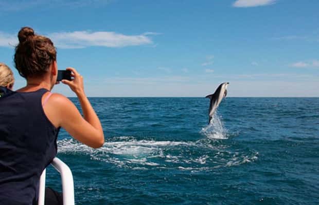 image n.1 of Pula: National Park Brijuni Island Visit & Dolphin Cruise activity in Pula, uploaded by supplier