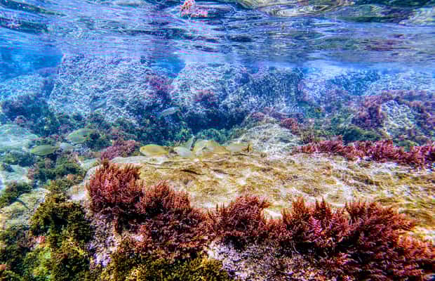 imagem n.1 de Tarifa: Tour guiado de snorkeling pelo Parque Natural do Estreito atividade em Tarifa, carregada pelo fornecedor