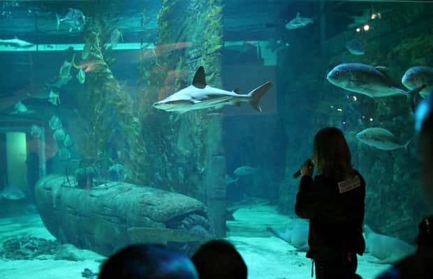 image n.1 of Le Grau-du-Roi: Seaquarium Skip-the-Line Entrance Ticket activity in Le Grau-du-Roi, uploaded by supplier