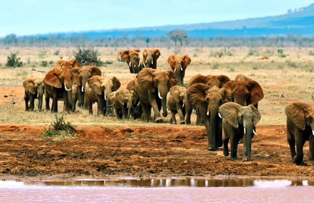 image n.1 of Day Tour Tsavo East Park National from Malindi/Mombasa Port activity in Coast Province, uploaded by supplier