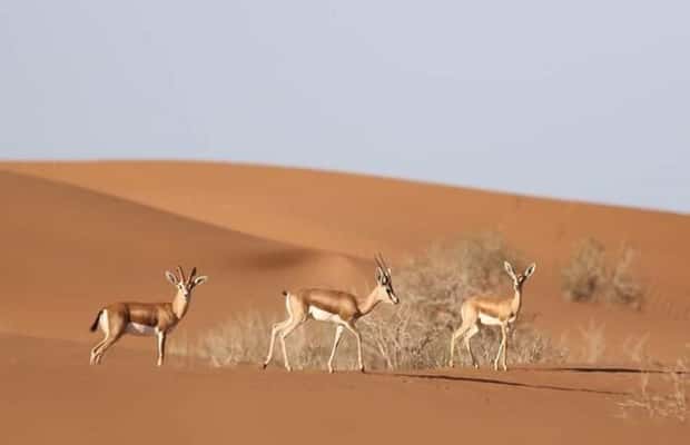 imagen n.º 1 de Agadir: Visita al Parque Nacional y al Desierto del Sáhara, con almuerzo incluido actividad en Provincia de Chtouka-Aït Baha, subida por el proveedor
