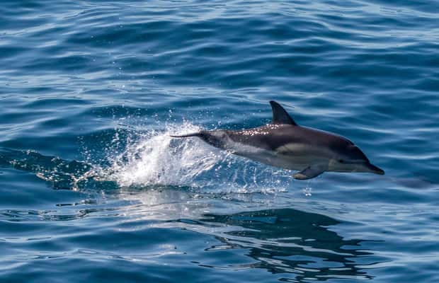 Bild Nr. 1 von FAŽANA: DELPHIN-SAFARI Aktivität in Pula, Kroatien, hochgeladen vom Anbieter