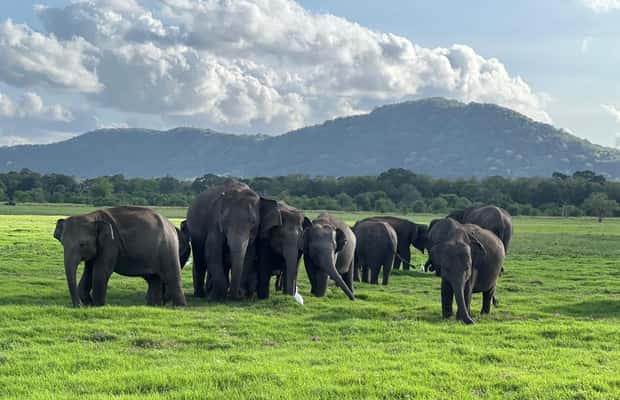 imagem n.1 de De Sigiriya: Safari em jipe 4X4 no Parque Nacional Minneriya atividade em Anuradhapura, carregada pelo fornecedor