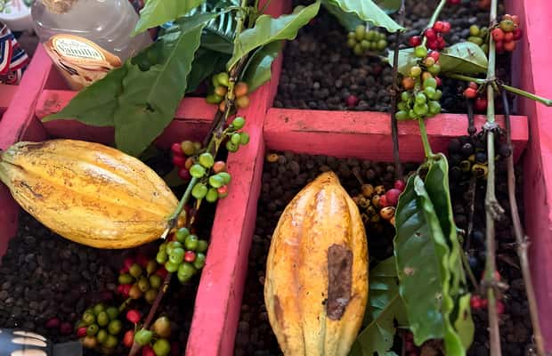 imagem n.1 de Passeio de Buggy em Punta Cana: Mamajuana - Café - Nadar no Cenote e na Praia de Macao atividade em Higüey, carregada pelo fornecedor