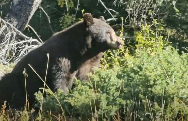 image n.1 of Banff: Evening Wildlife Safari Guided Tour activity in Banff, uploaded by supplier