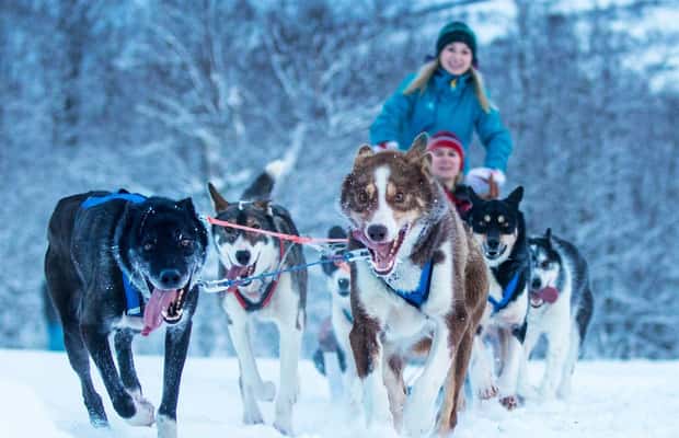 Obraz nr 1 z atrakcji Narvik: Jazda psim zaprzęgiem z Husky Isogaisa w Narwik, przesłany przez organizatora