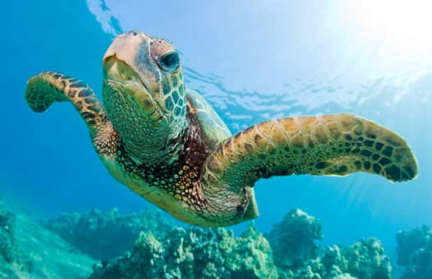 Bild Nr. 1 von Madagaskar: Nosy Sakatia Kreuzfahrt mit Riesenschildkröten Aktivität in Andilana, hochgeladen vom Anbieter