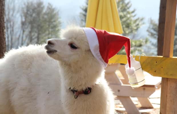 imagen n.º 1 de Desde Seúl: Alpaca World, Eobi Ice Valley, isla de Nami actividad en Chuncheon, subida por el proveedor