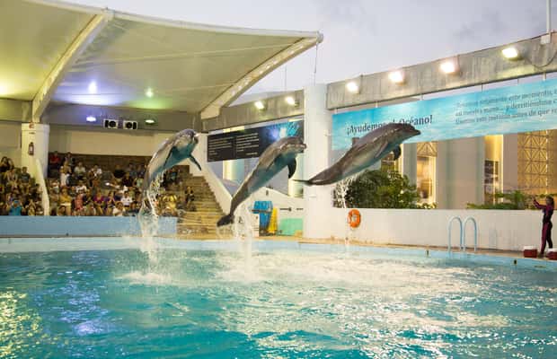 Obraz nr 1 z atrakcji Wstęp do interaktywnego akwarium w Cancún + prezentacja delfinów w Cancún, przesłany przez organizatora