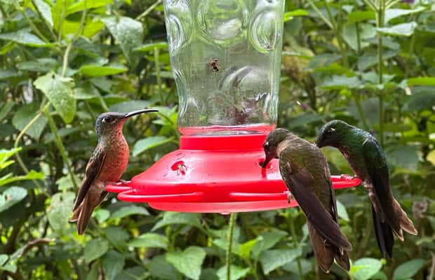 1. fotó – Madármegfigyelési kaland+Quito városnézés és Egyenlítő emlékmű – program helye: Quito, feltöltötte a programszervező