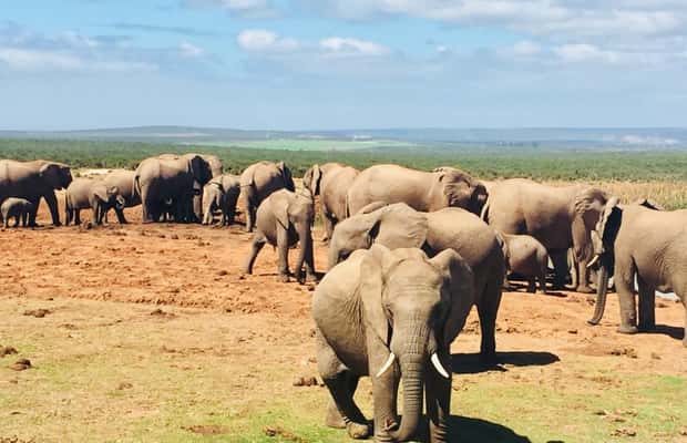 gambar no.1 daripada Cape Town: Pengembaraan Laluan Taman 4 Hari aktiviti di Tanjung Barat, dimuat naik oleh pembekal 