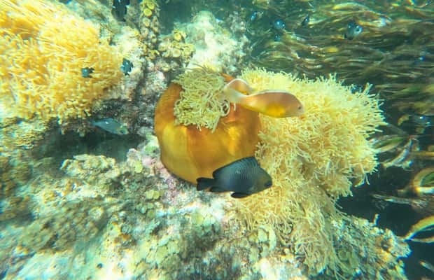 image n.1 of Zanzibar: Blue lagoon, Starfish, Paje Beach and Maalum Cave activity in Pingwe, uploaded by supplier