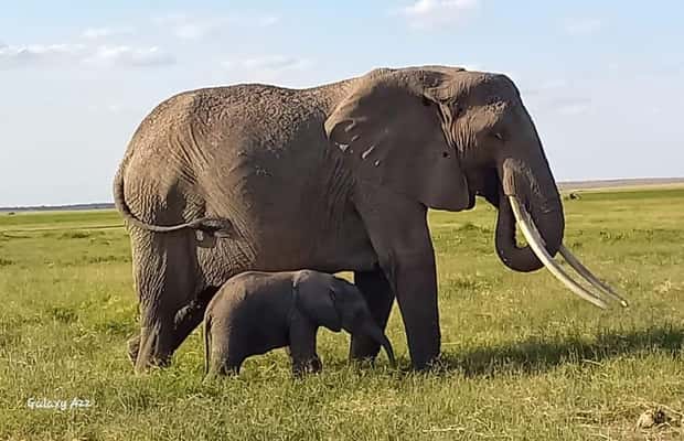 image n.1 of DAY TRIP AMBOSELI NATIONAL PARK FROM NAIROBI BUDGET SAFARI. activity in Central Kenya, uploaded by supplier