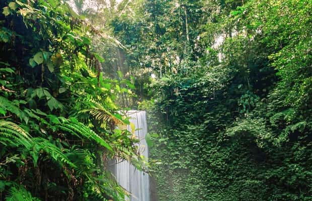 image n.1 of Ubud: Private Hidden Waterfalls and Rice Terrace Tour activity in Bali, uploaded by supplier