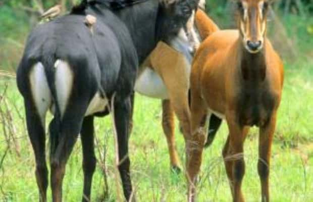 imaginea n.1 a activității De la mombasa: Shimba Hills Rezervația Națională Safari de zi în Provincia Coastei, încărcată de organizator