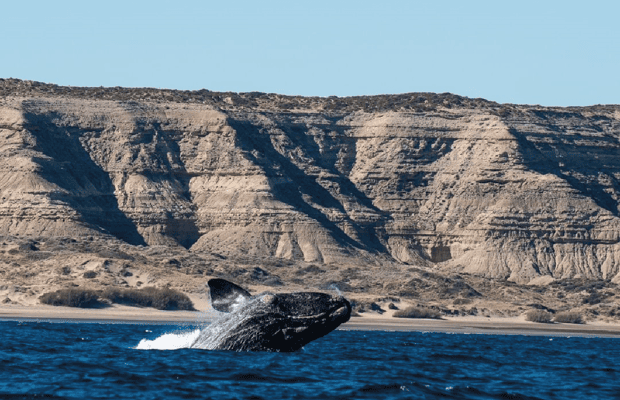 Bild Nr. 1 von Von Puerto Madryn aus: Landausflug auf die Halbinsel Valdés Aktivität in Chubut Provinz, hochgeladen vom Anbieter