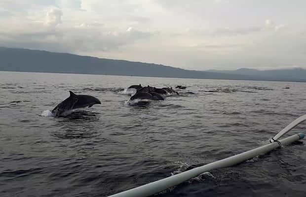 image n.1 of Bali dolphin, swim & snorkeling in Lovina Bali activity in Lovina, uploaded by supplier