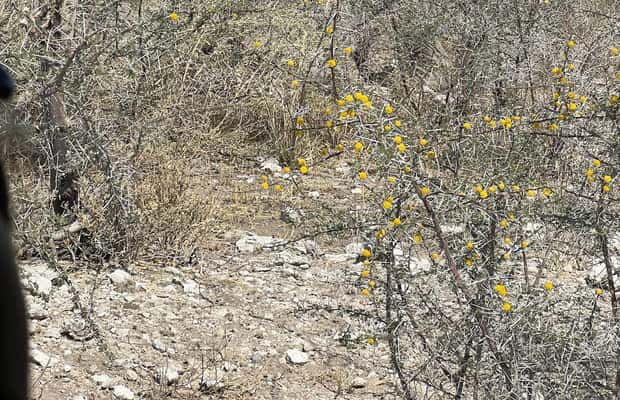 afbeelding n.1 van Vanuit Windhoek: 3-daagse Etosha met verblijf in een lodge activiteit in Okaukuejo, geüpload door aanbieder