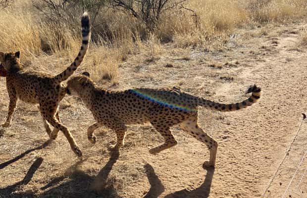 afbeelding n.1 van Windhoek : Cheetah wandeling ervaring activiteit in Windhoek, geüpload door aanbieder