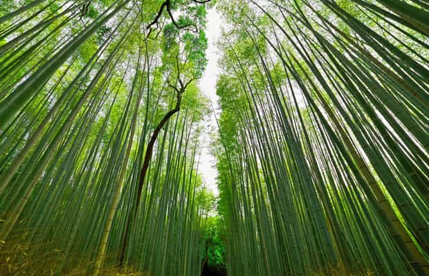 サプライヤーによってアップロードされた、京都の神戸から京都への小旅行：オールインクルーシブの画像#1