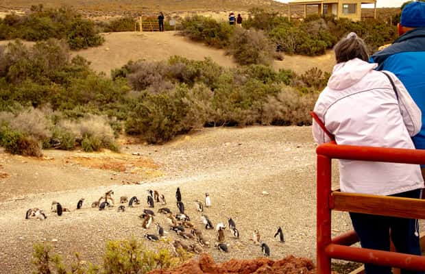 Bild Nr. 1 von Puerto Madryn: Punta Tombo Wandern unter Pinguinen erleben Aktivität in Chubut Provinz, hochgeladen vom Anbieter