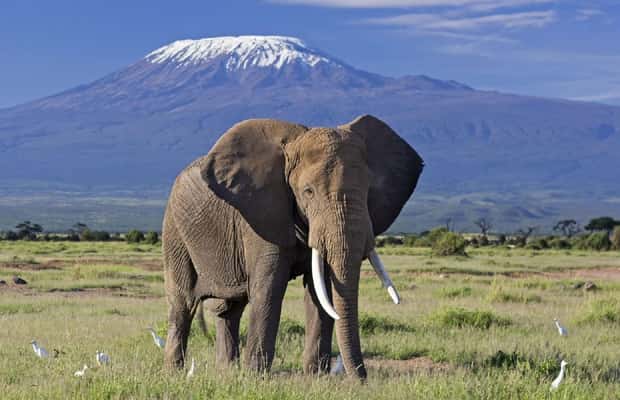 image n.1 of 5 Days Amboseli / Tsavo West & Tsavo East Safari activity in Coast Province, uploaded by supplier