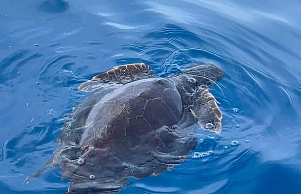 image n.1 of boat tour exploring and searching for dolphins in Acitrezza activity in Sicily, uploaded by supplier