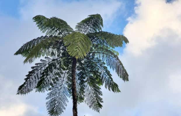 image n.1 of San Juan: Hike to The Clouds & Forest Bathing activity in San Juan, Puerto Rico, uploaded by supplier