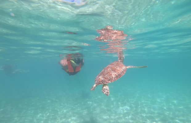 afbeelding n.1 van Akumal: Snorkelen met zeeschildpadden en koralen activiteit in Akumal, geüpload door aanbieder