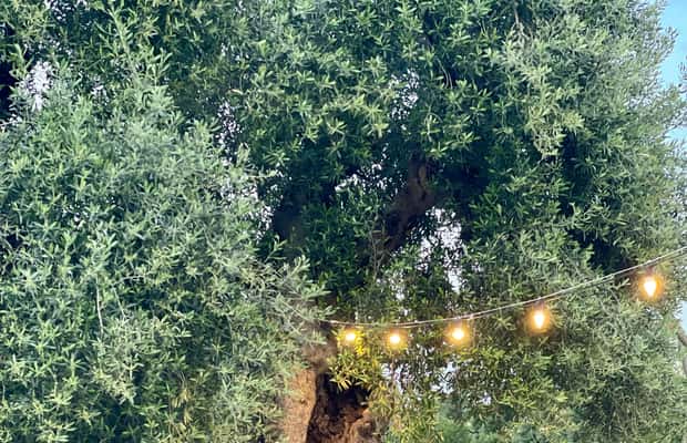 image n.1 of Ostuni: Farm tour among thousand-year-old olive trees with oil tasting activity in Ostuni, uploaded by supplier