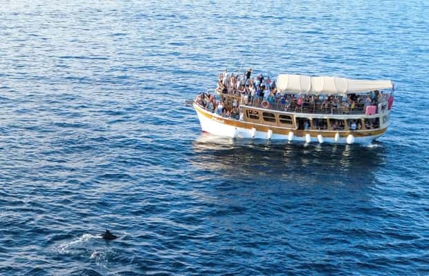 Bild Nr. 1 von Novigrad: Bootstour zur Delfinbeobachtung bei Sonnenuntergang mit Matek Aktivität in Novigrad, hochgeladen vom Anbieter