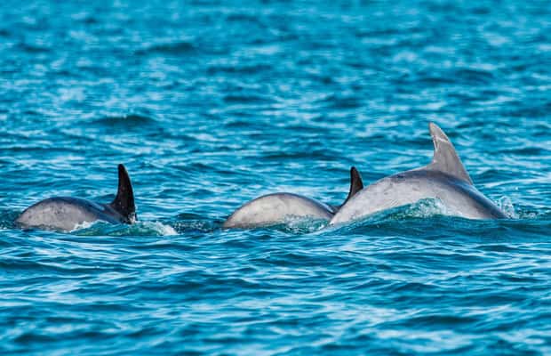 Immagine nº 1 di Muscat: gita in barca per l'osservazione dei delfini con spuntini attività a Mascate, caricata dal fornitore