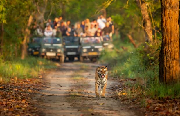 image n.1 of Kathmandu/Pokhara: 3 Day Chitwan Jungle Safari Tour activity in Pashchimanchal, Western Region, uploaded by supplier
