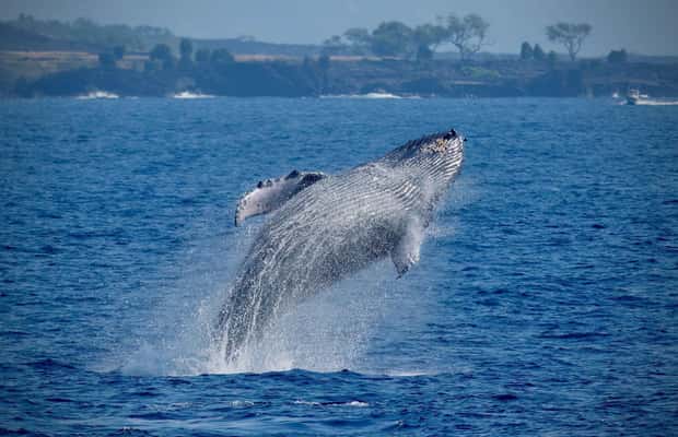 image n.1 of Big Island: Kona Super Raft Whale Watch activity in Kailua-Kona, uploaded by supplier