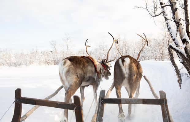 Kiruna: Samisches Rentier-Erlebnis – Kultur & Begegnung in Lappland