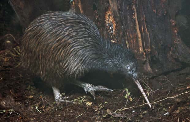 image n.1 of Tawharanui: Kiwi Spotting & Stargazing Tour w/ Optional Stay activity in Auckland, uploaded by supplier