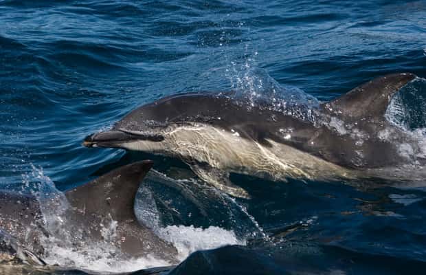 サプライヤーによってアップロードされた、スコットランド高地のマル島グレンゴーム城でのガイド付き野生動物観察の画像#1