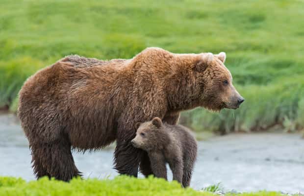 image n.1 of Denali in a Day – Full-Day Sightseeing Tour activity in Healy, uploaded by supplier