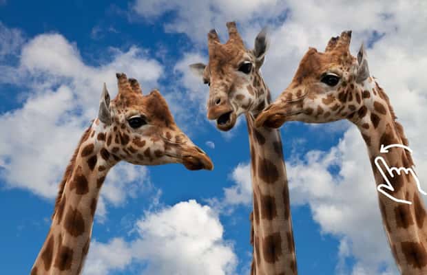 Bild Nr. 1 von Krakau: Zoo mit Abholung vom Hotel Aktivität in Krakau, hochgeladen vom Anbieter