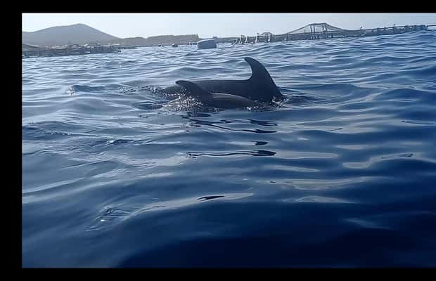image n.1 of Los Cristianos: Kayak & Snorkel Tour with turtles and photos included activity in Arona, Tenerife, uploaded by supplier