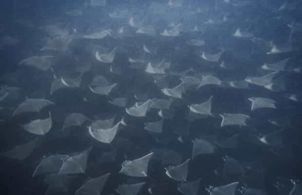 image n.1 of Cabo Pulmo Snorkeling activity in Baja California Sur, uploaded by supplier