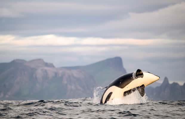 image n.1 of Bleik: Whale Watching by Speedboat with Puffins and Muffins activity in Nordland County, uploaded by supplier