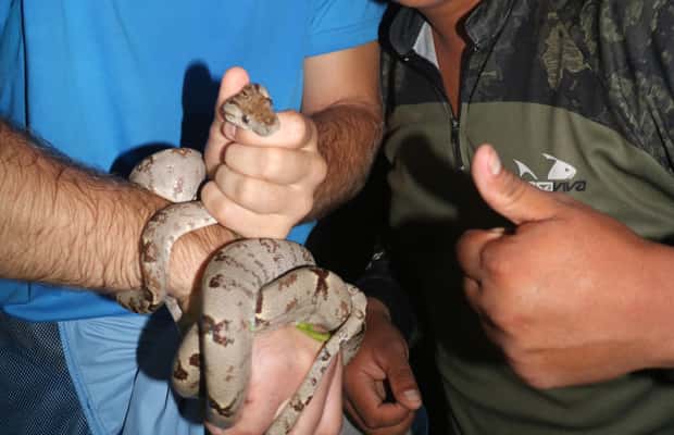 image n.1 of Puerto Maldonado: Jungle Night Tour with Sloths & Tarantulas activity in Puerto Maldonado, uploaded by supplier
