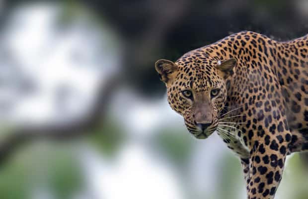 image n.1 of Hikkaduwa: Yala & Udawalawe Safari Day Trip with Picnic activity in Hambantota, uploaded by supplier
