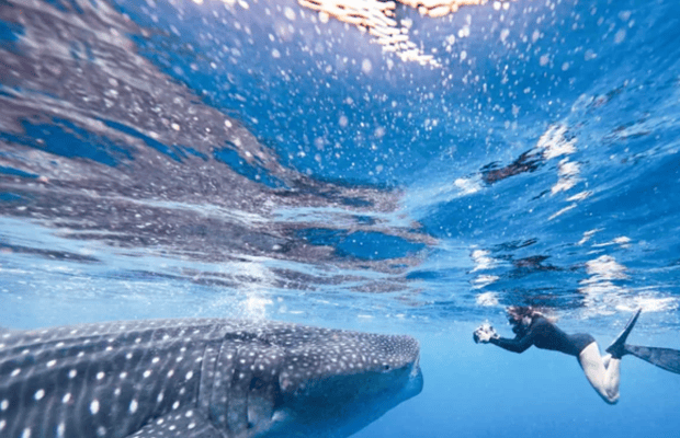image n.1 of AMAZING SUMBAWA WHALE SHARK TOUR activity in West Nusa Tenggara, uploaded by supplier